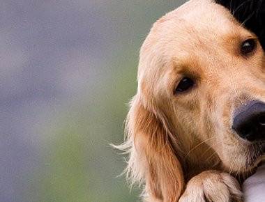 Ηγουμενίτσα: 12μηνη ποινή φυλάκισης και 5.000 ευρώ πρόστιμο για ξυλοδαρμό σκύλου